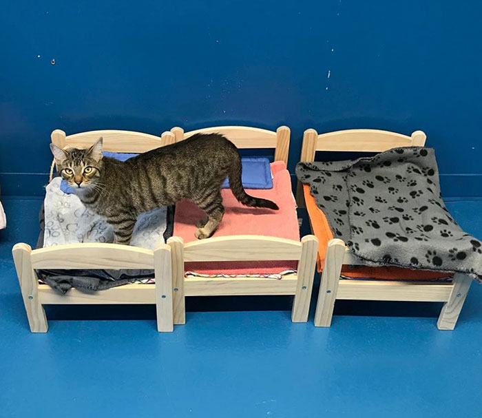 Macskaágyakkal lepte meg a menhelyet az IKEA