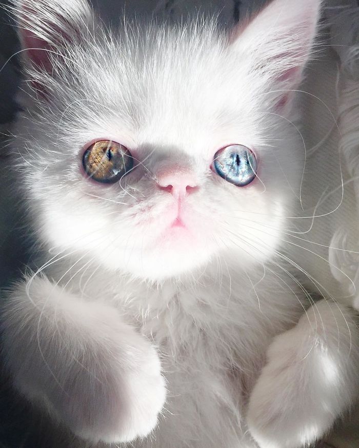 Földöntúli szemei vannak ennek a cuki cicának