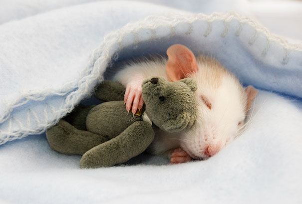 15 cuki kép, ami bebizonyítja, hogy az állatoknak is kell egy szőrös alvótárs