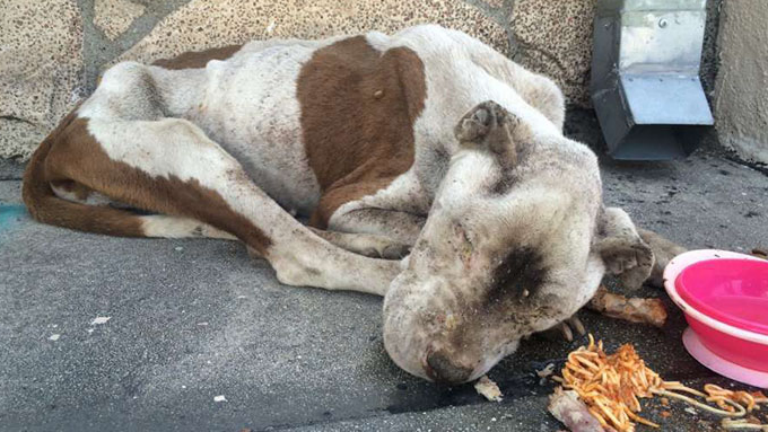 Tűzoltók mentették meg az éhhaláltól a gazdátlan kutyát – csodásan átalakult 