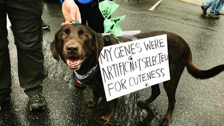 10 nagyon okos kutya, aki tüntetett a tudományért