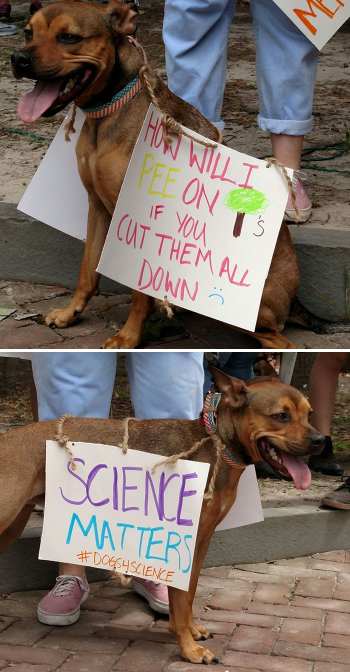 10 nagyon okos kutya, aki tüntetett a tudományért