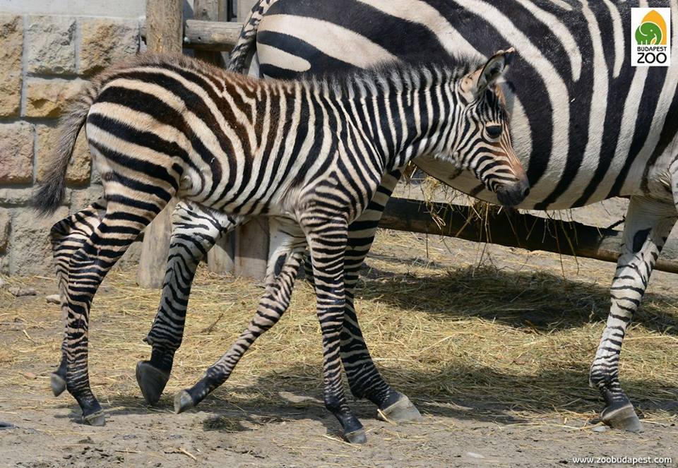 Már futkározik a legkisebb állatkerti zebracsikó – fotó