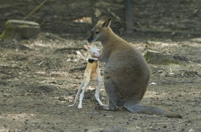 Még csak ritkán hagyja el az óvó anyai erszényt a kis albínó kenguru