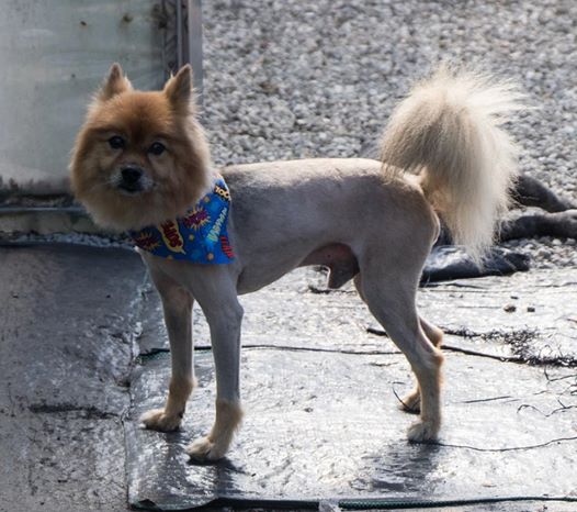 Nézd meg, milyen nyári frizurát kaptak a cuki kutyák és cicák!
