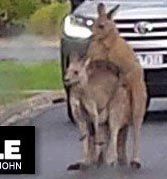 Forgalmi dugót okoztak a nimfomániás kenguruk - fotó