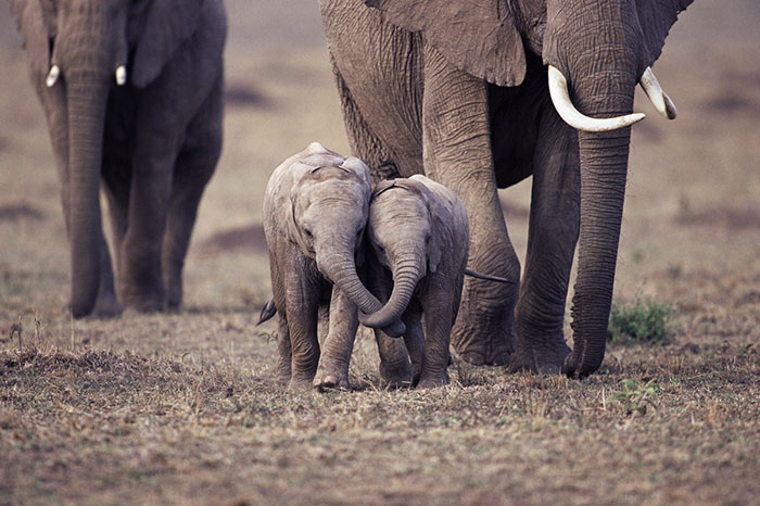 A tündéri elefántbébik segítenek fittyet hányni az esőre