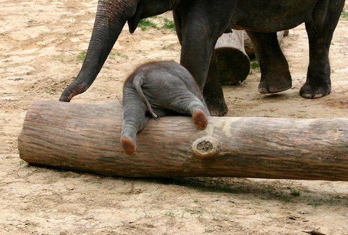 A tündéri elefántbébik segítenek fittyet hányni az esőre