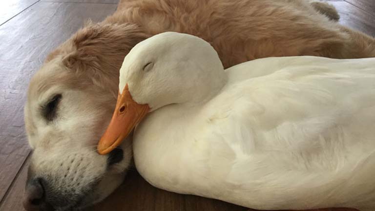 A legcukibb barátság: elválaszthatatlan a kacsa és a kutya