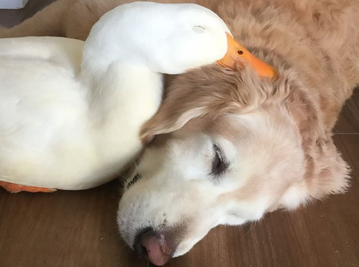 A legcukibb barátság: elválaszthatatlan a kacsa és a kutya