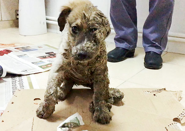 Hatalmas küzdelem árán menekült meg a kutya, akit ipari ragasztóval kínoztak