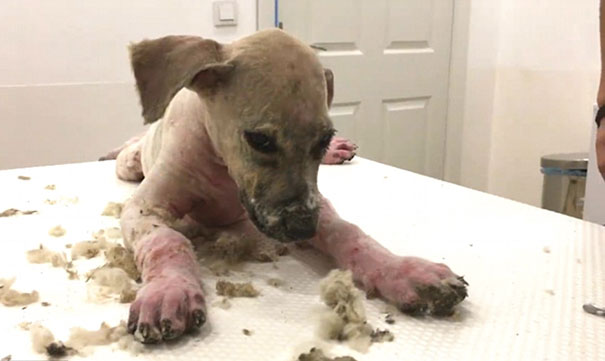 Hatalmas küzdelem árán menekült meg a kutya, akit ipari ragasztóval kínoztak