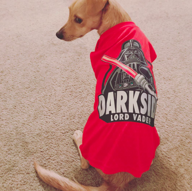 10 kutya, aki nagyobb Star Wars rajongó, mint te