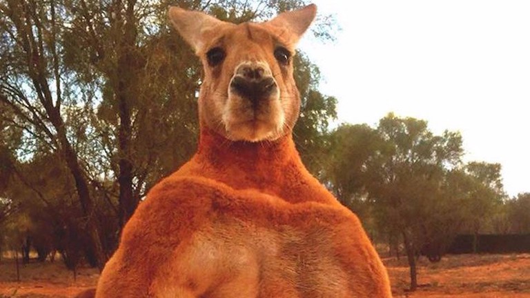Szobrot állítana a szuperizmos kengurunak egy ausztrál város