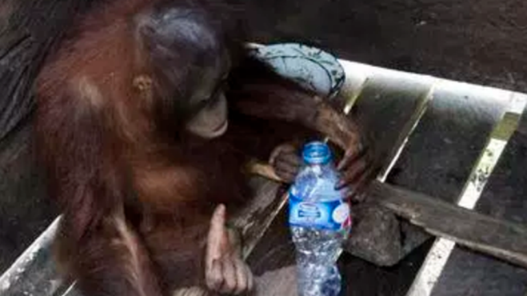 Két évig egy dobozban élt, most először lát leveleket az orangután – videó