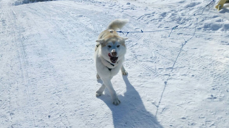 Bodri, a jegesmedvejelző inuk egyelőre nem váltotta be a hozzáfűzött reményeket (Fotó: Antarctrip.com)