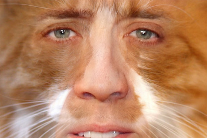 Cukik, puhák és szőrösek: a Nicolas Cage arcú cicáknak te sem tudsz ellenálni