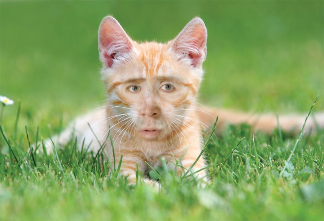 Cukik, puhák és szőrösek: a Nicolas Cage arcú cicáknak te sem tudsz ellenálni