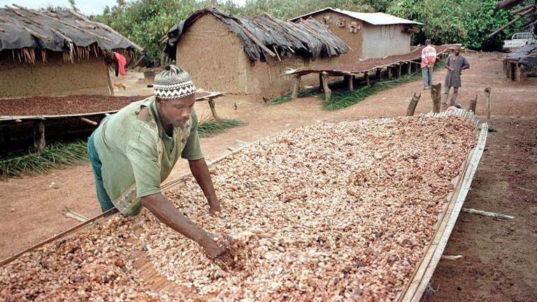 Kakaóültetvényes az afrikai Elefántcsontparton - egyre nehezebb körülmények között kell dolgozniuk (Fotó: Getty Images)