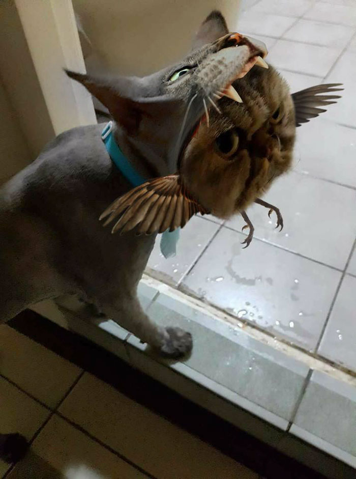 Felismerhetetlen lett a macska a kozmetikus után