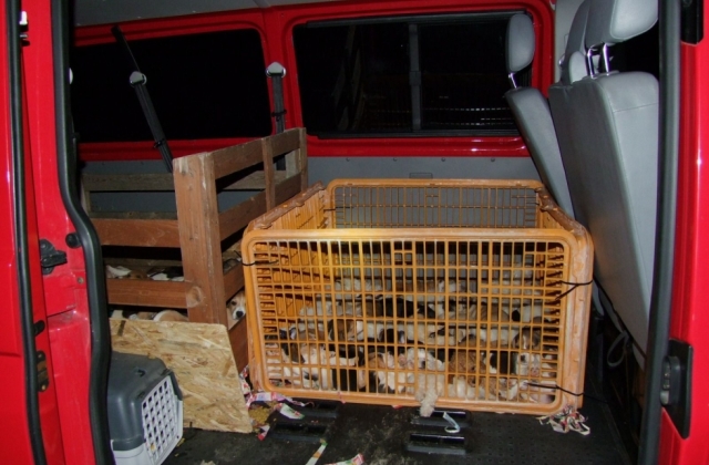 54 kiskutyát zsúfolt a járműbe
