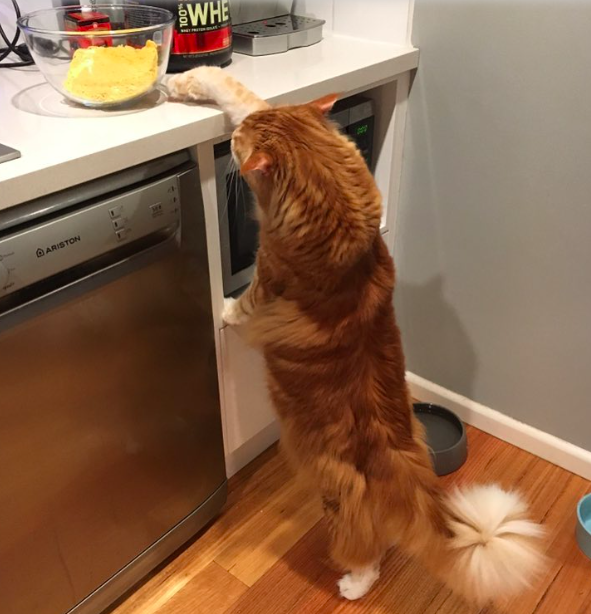 Az óriási macska simán eléri a konyhapultot is