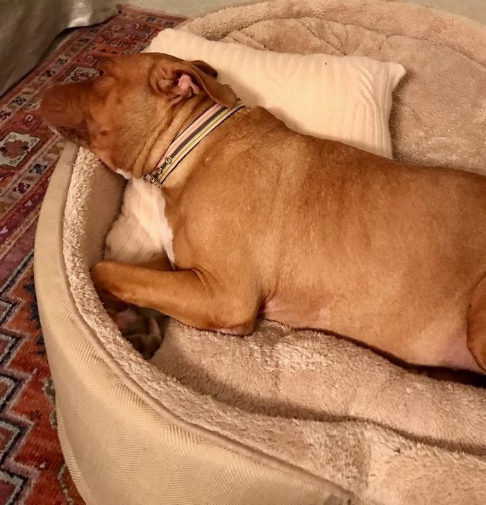 A 8 éven keresztül bántalmazott kutya most végre megkapta az ágyat, amit érdemel