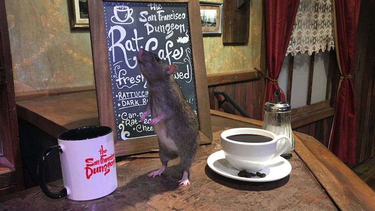 Patkányokkal körbevéve szürcsölheted a kávéd ebben a kávézóban