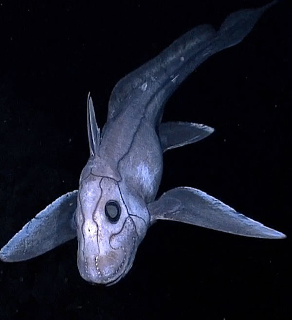10 állat az óceánból, ami a rémálmaidban fog kísérteni