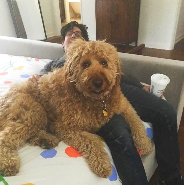 Az óriási kutya instagramját kötelező követned