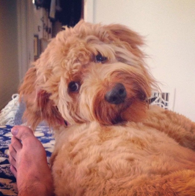 Az óriási kutya instagramját kötelező követned