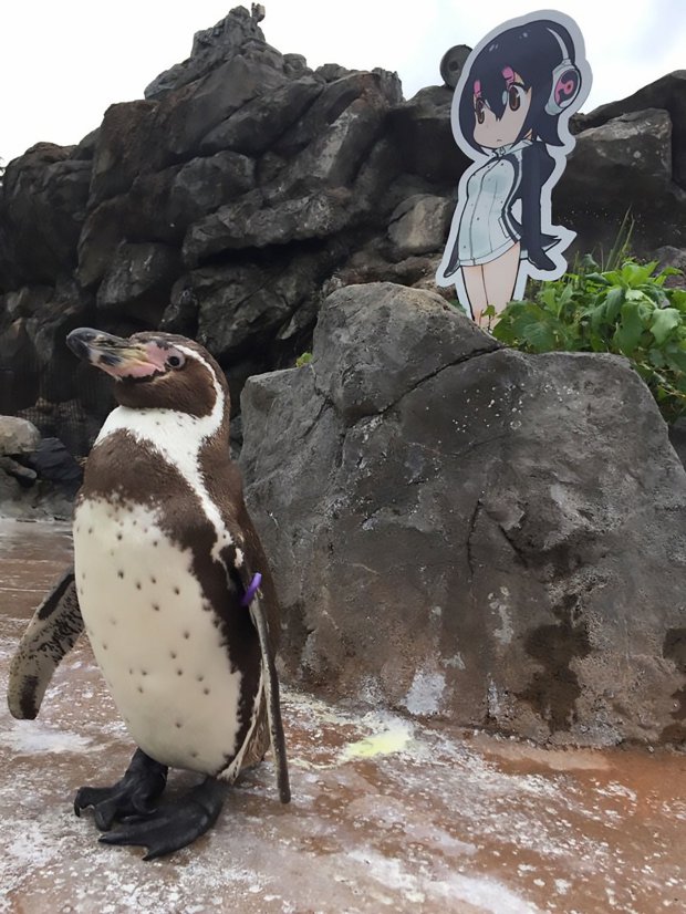Kartonfigurába zúgott bele az öreg pingvin