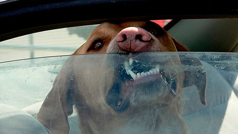 Durva kísérlet mutatja meg, miért ne hagyd a kutyádat az autóban egy forró napon