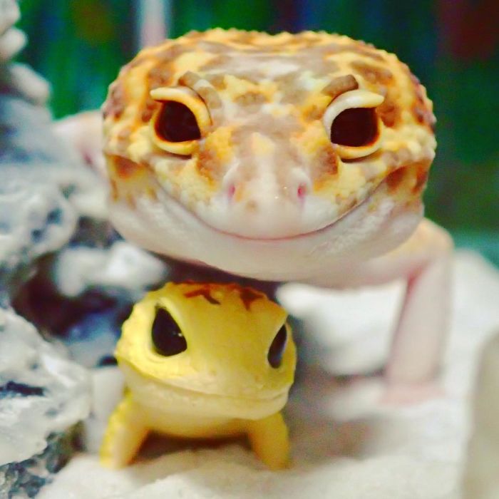 Imádja a net a mosolygó gekkót