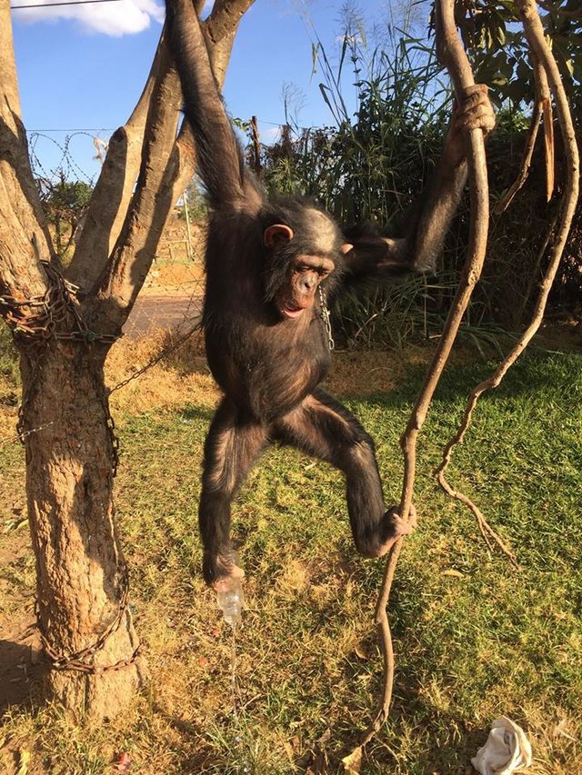 Megható fotó: megölelte megmentőjét a megkínzott csimpánz