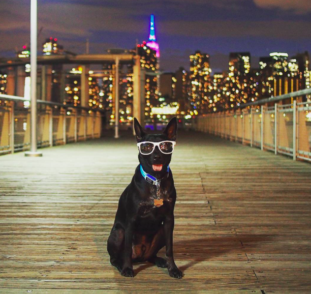 A világ legmenőbb kutyája semmi pénzért nem venné le a napszemüvegét