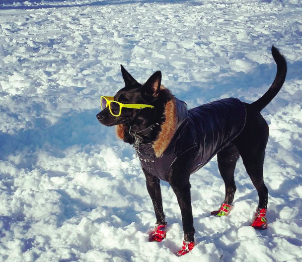 A világ legmenőbb kutyája semmi pénzért nem venné le a napszemüvegét