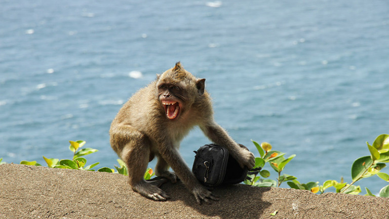 Már maffiában dolgoznak a majmok Balin