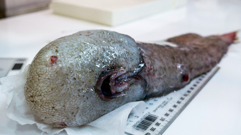 Arc nélküli halat fedeztek fel a tudósok, és pont annyira rémes, mint amilyennek hangzik