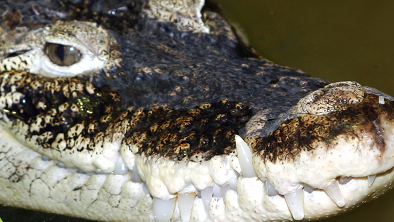 Kis híján megölte egy palack a pécsi krokodilt