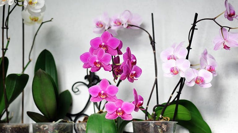 3 tipp, hogy végre ne nyírd ki az orchideád