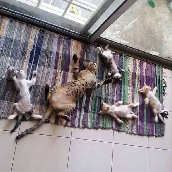 Ez a 10 macska bármikor áldozna a Napisten oltárán