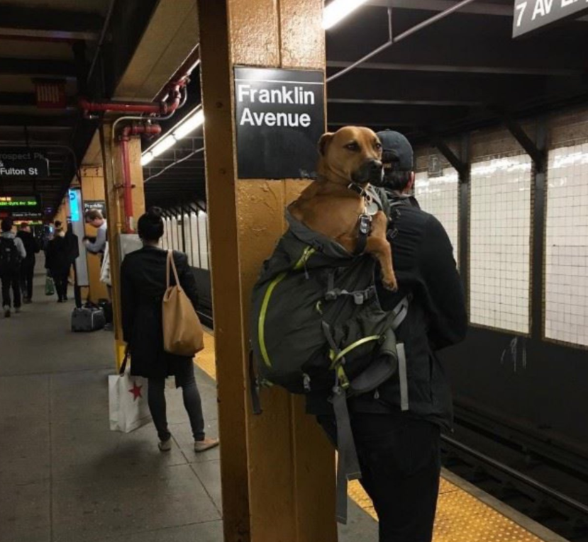 A hátikutyára sem szólhatnak egy szót sem a metrósok (Fotó: Tumblr)