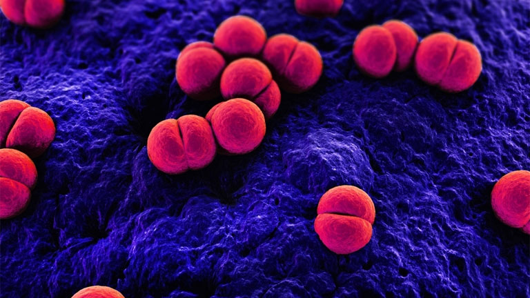 A gennyes agyhártyagyulladás egyik kiváltója, a meningococcus b baktérium (Fotó: Center for Disease Control and Prevention (CDC))