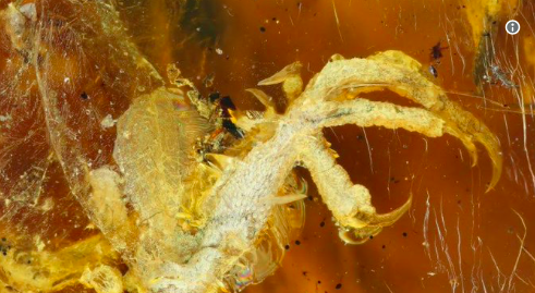 Jurassic Park Live: 99 millió éves fosszíliát találtak egy darab gyantában
