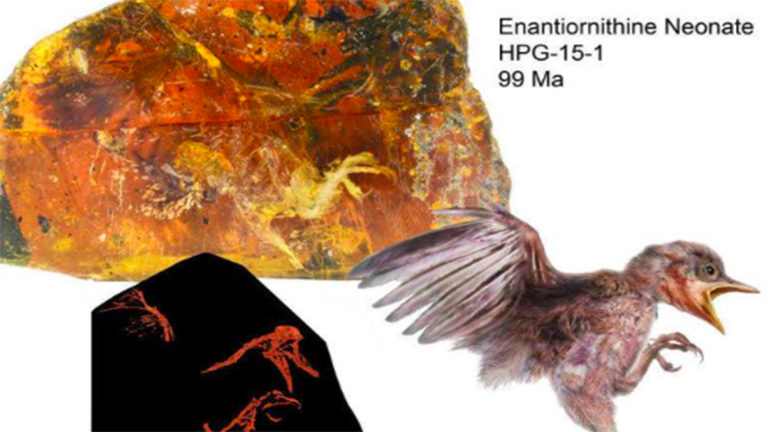 Jurassic Park Live: 99 millió éves fosszíliát találtak egy darab gyantában