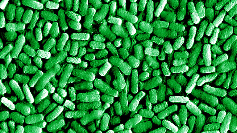 Natto-baktériumok az elektronmikroszkóp alatt (Fotó: Tumblr)