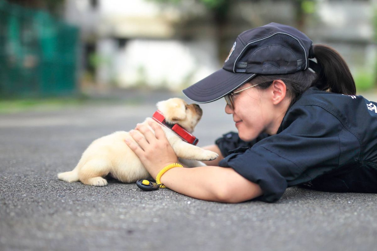 Elolvad a szív a tajvani rendőrség legkisebb bombakereső-kutyáitól 