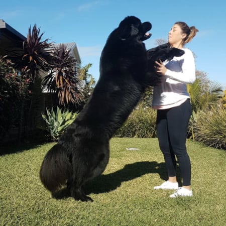 10 kutya, aki túl nagy ahhoz, hogy kutya legyen