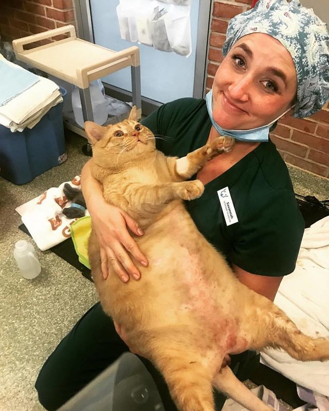 Mindenki szívét elrabolta a túlsúlyos menhelyi cica 